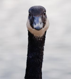 Canada goose outlet bird facts